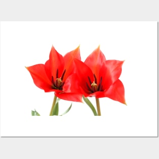 Tulipa linifolia  Flax-leaved tulip  Miscellaneous tulip Posters and Art